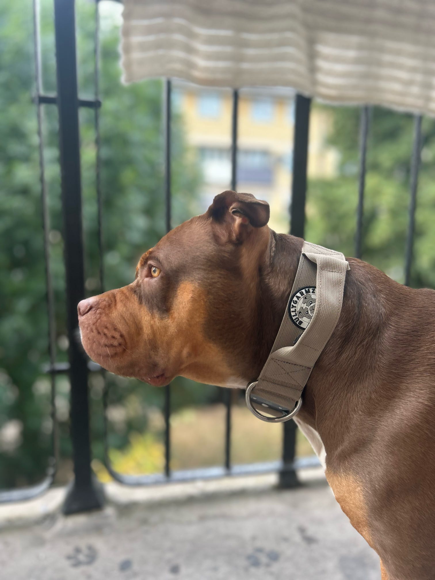 Tan Collar - 5cm