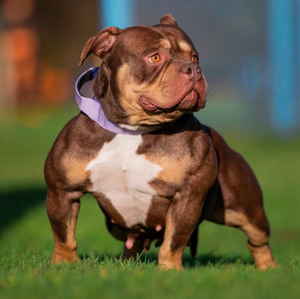 Lilac Collar - 4cm
