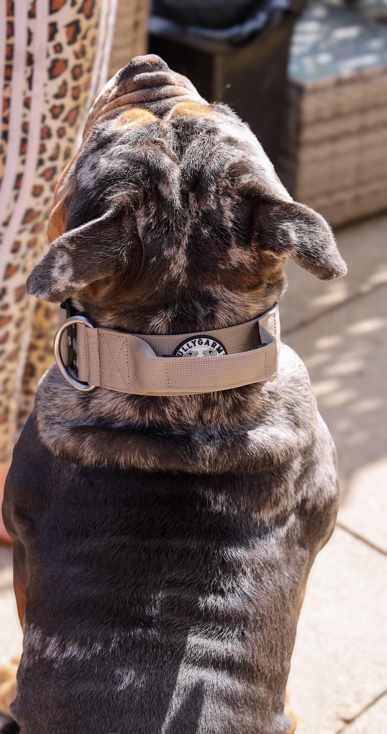 Tan Collar - 5cm