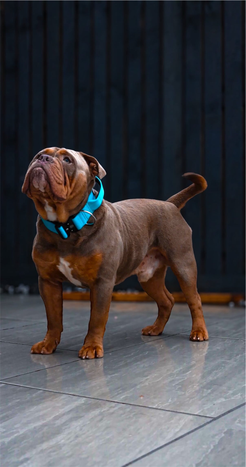 Blue Collar - 5cm
