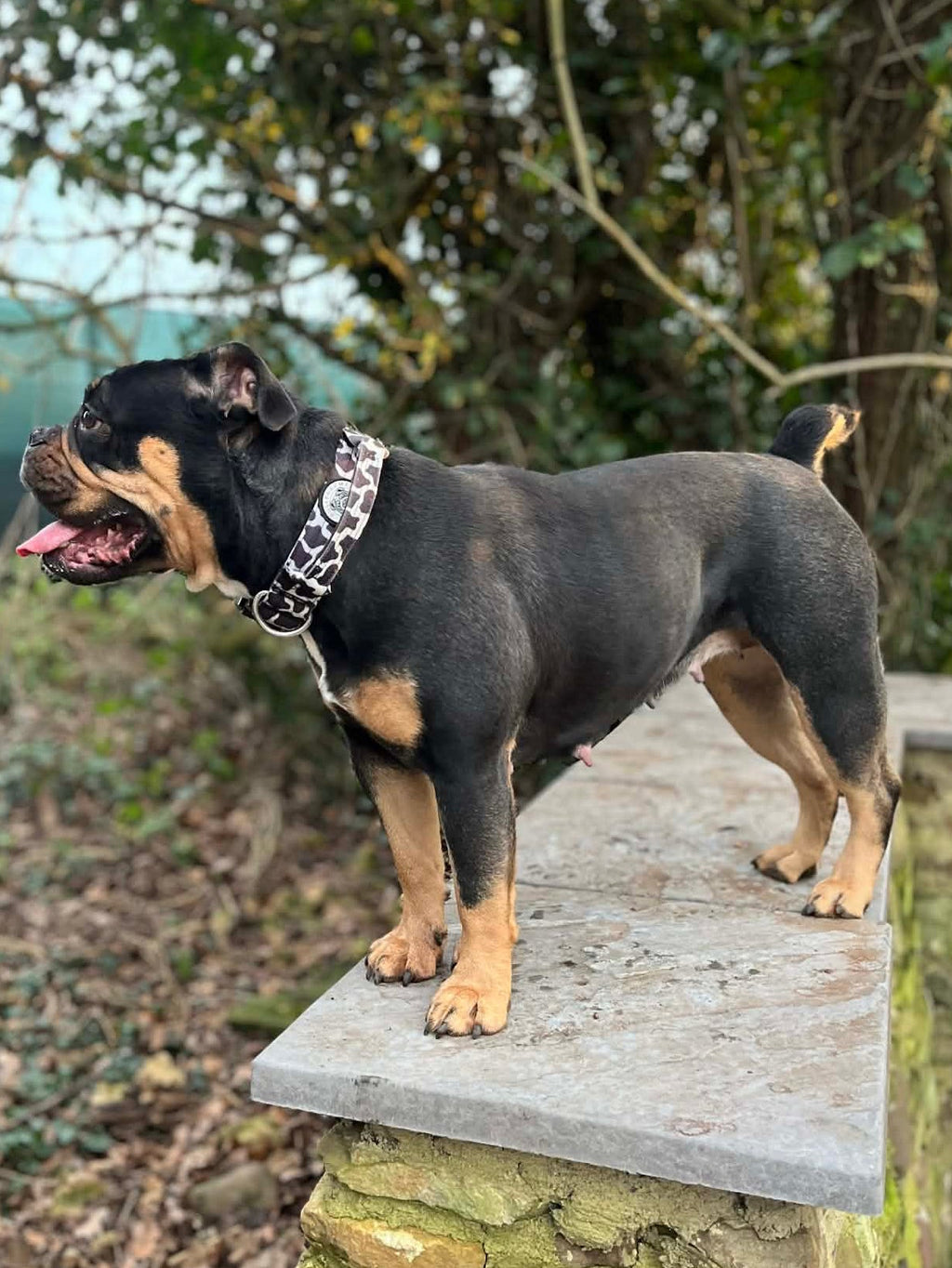 Cow Collar - 4cm