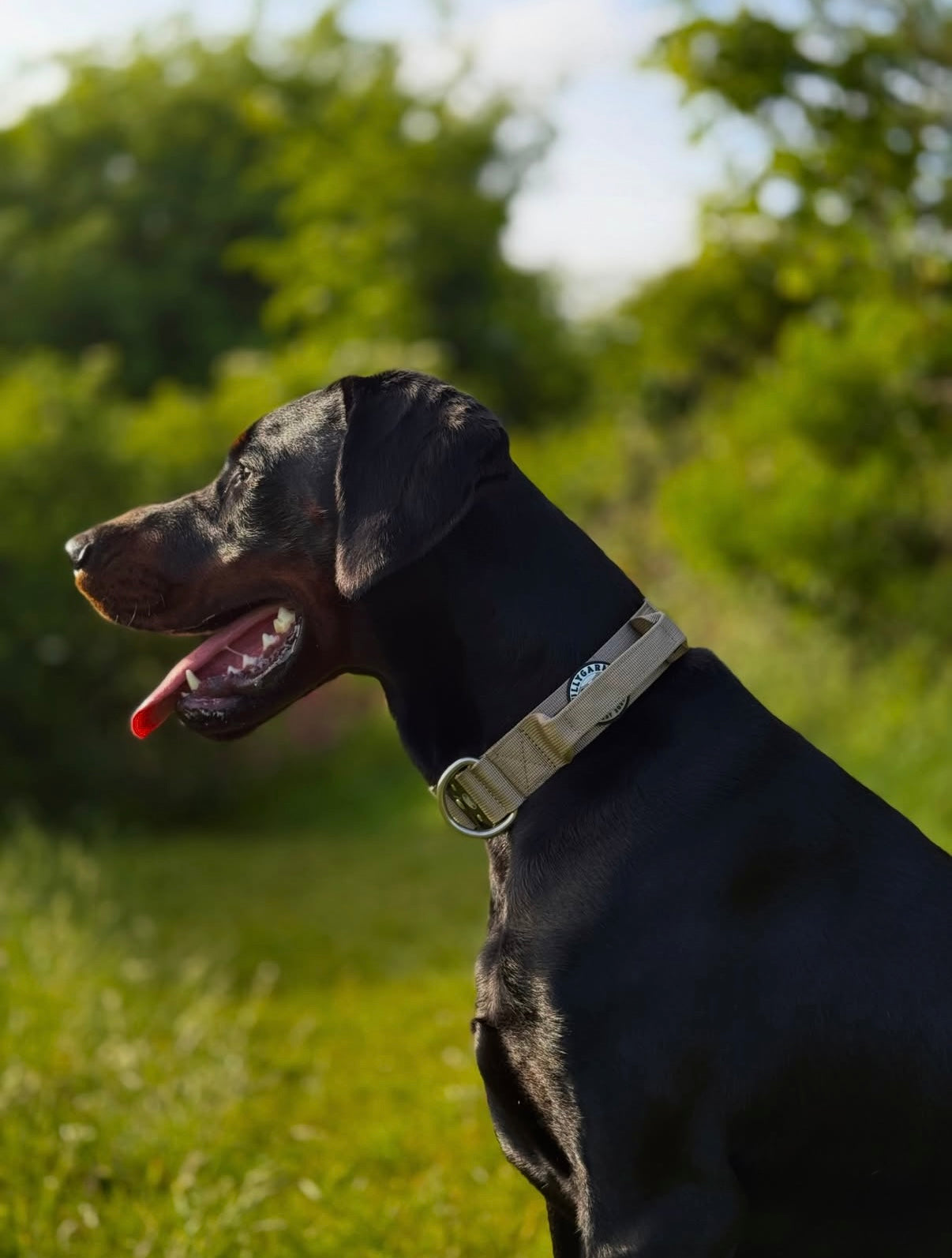 Tan Collar - 4cm