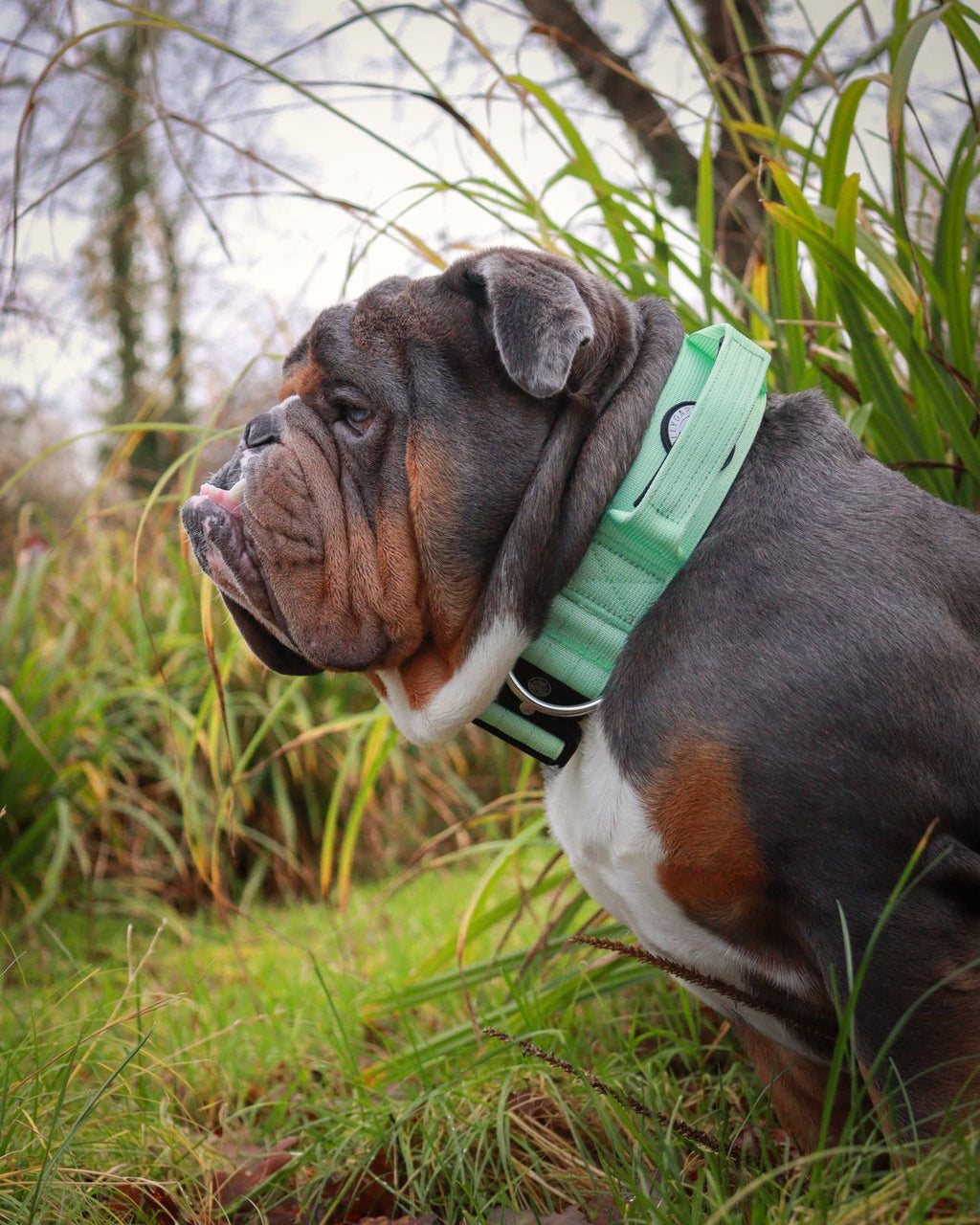 Mint Green Collar - 5cm