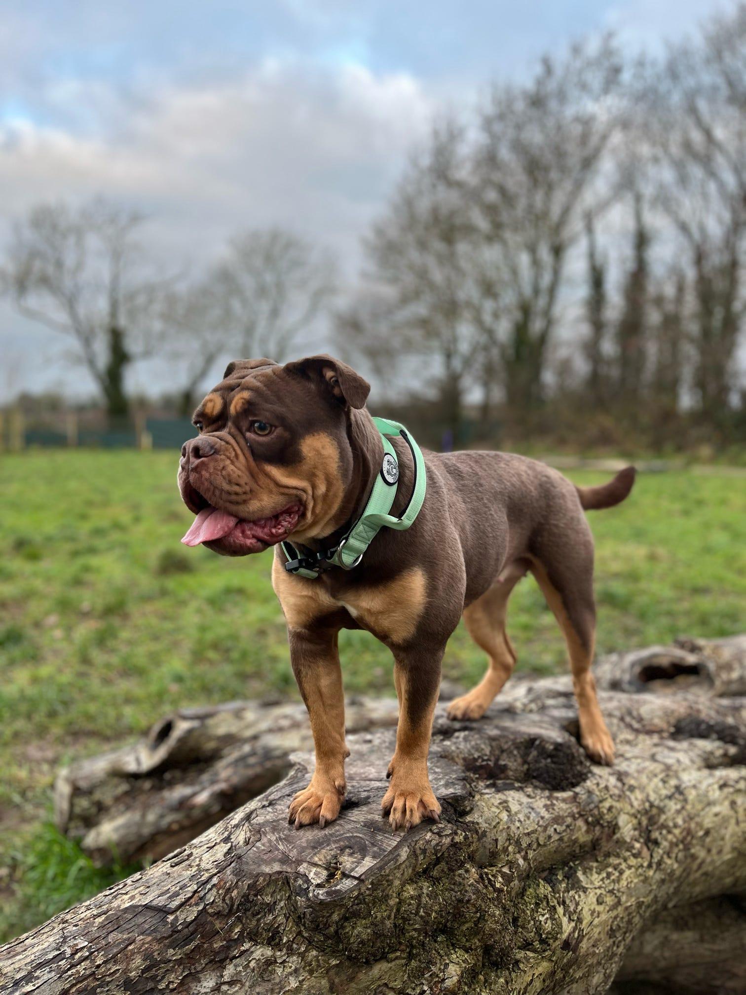Mint Green Collar - 4cm