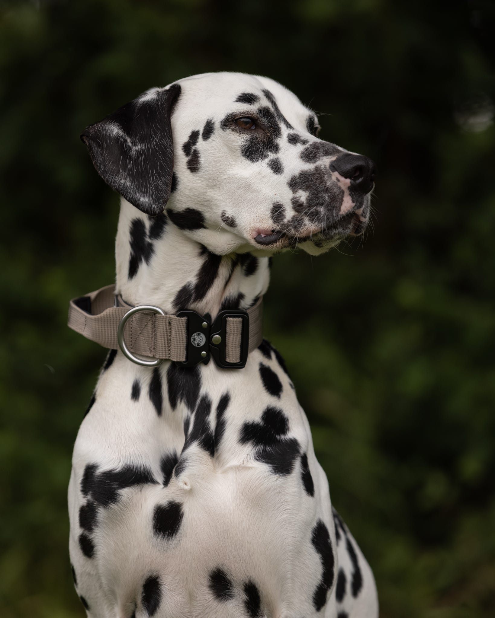 Tan Collar - 4cm